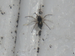 Oecobiidae
