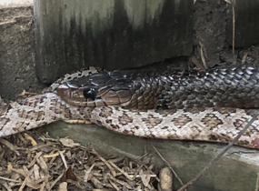 Great Plains Rat Snake, Pantherophis emoryi