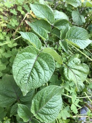 Solanum tuberosum