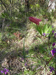 Fritillaria gentneri