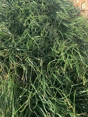 Allium schoenoprasum