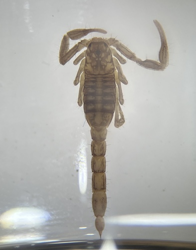 iNaturalist observation photo of Sawfinger Scorpion