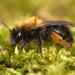 Andrena clarkella - Photo (c) Mateusz Sowiński, μερικά δικαιώματα διατηρούνται (CC BY-NC), uploaded by Mateusz Sowiński