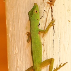 Anolis punctatus
