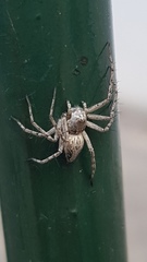 Oxyopes heterophthalmus