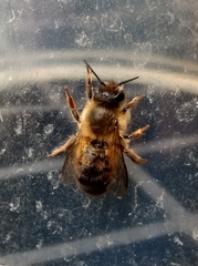 Osmia taurus