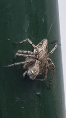 Oxyopes heterophthalmus