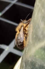 Osmia taurus