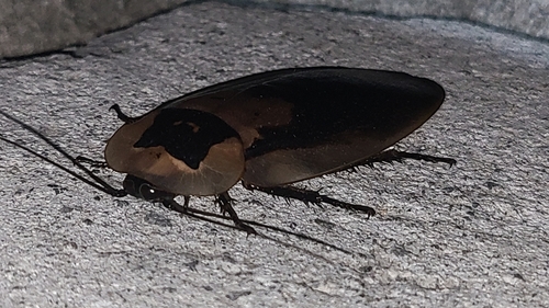 Photo of Death’s Head Cockroach (Blaberus craniifer)