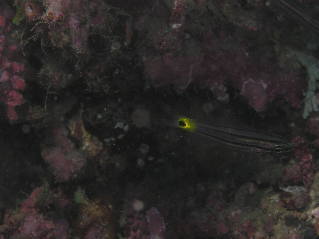 Wolf Cardinalfish