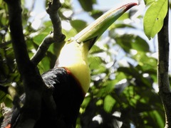 Ramphastos sulfuratus image