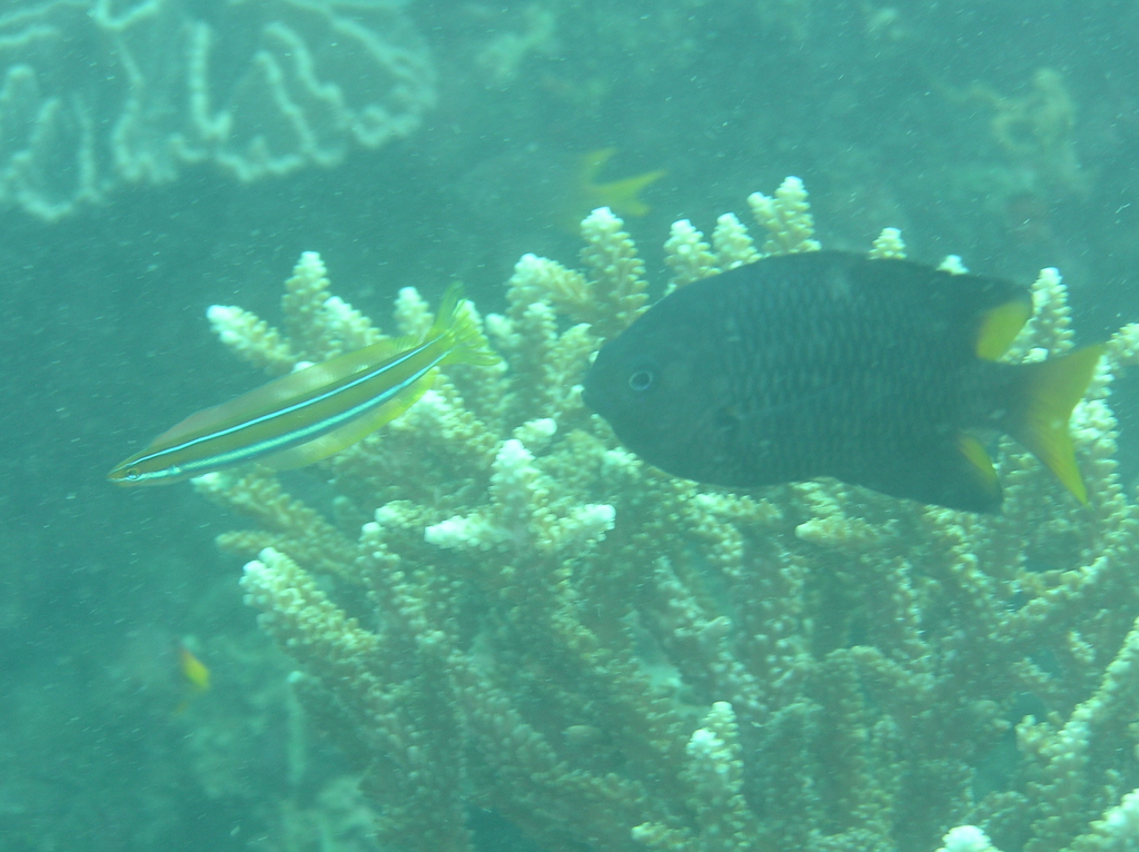 Philippine Damsel