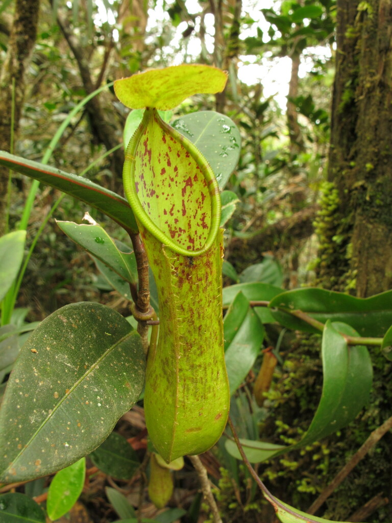 fringed pitcher-plant