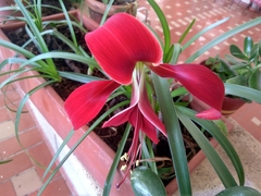 Sprekelia