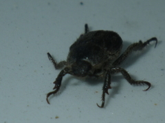 Hoplia