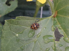 Epilachna paenulata