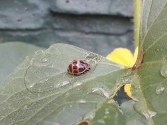 Epilachna paenulata