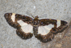 Heliomata cycladata
