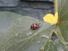 Epilachna paenulata