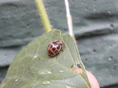 Epilachna paenulata