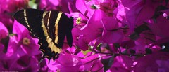 Papilio garamas garamas