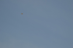 Petrochelidon pyrrhonota