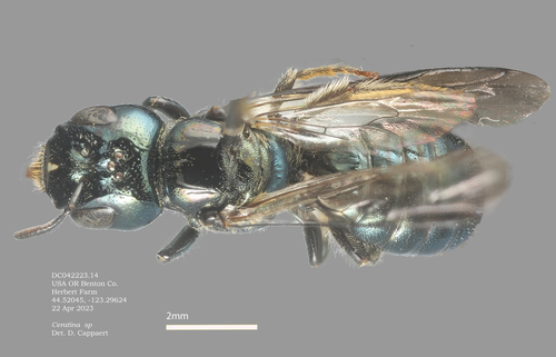 Ceratina tejonensis