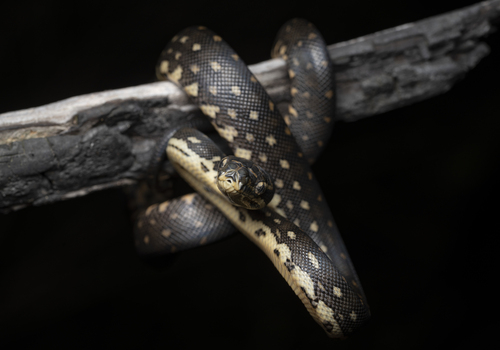 Diamond Python sighting