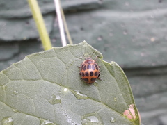 Epilachna paenulata