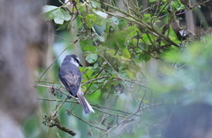 Pericrocotus cantonensis