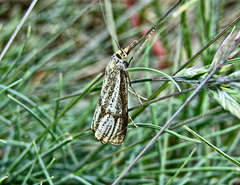 Thisanotia chrysonuchella