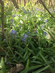 Hyacinthoides italica