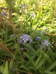 Hyacinthoides italica