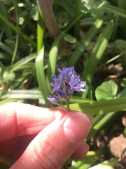 Hyacinthoides italica