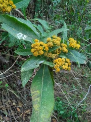 Verbesina oncophora