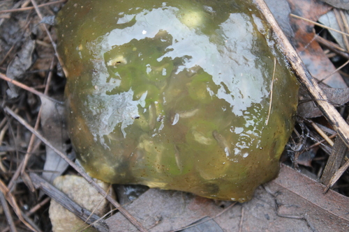 Image of Oophila amblystomatis by (c) Dominic, some rights reserved (CC BY)
