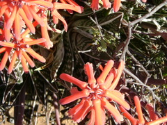 Gonialoe variegata