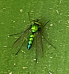 Condylostylus longicornis