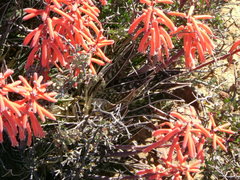 Gonialoe variegata
