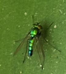 Condylostylus longicornis