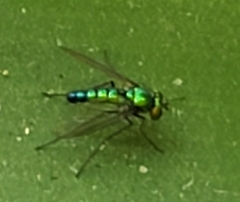 Condylostylus longicornis