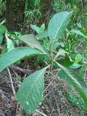Verbesina oncophora