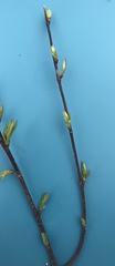 Elaeagnaceae