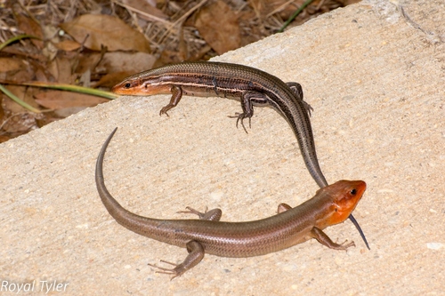 Broad-headed Skink