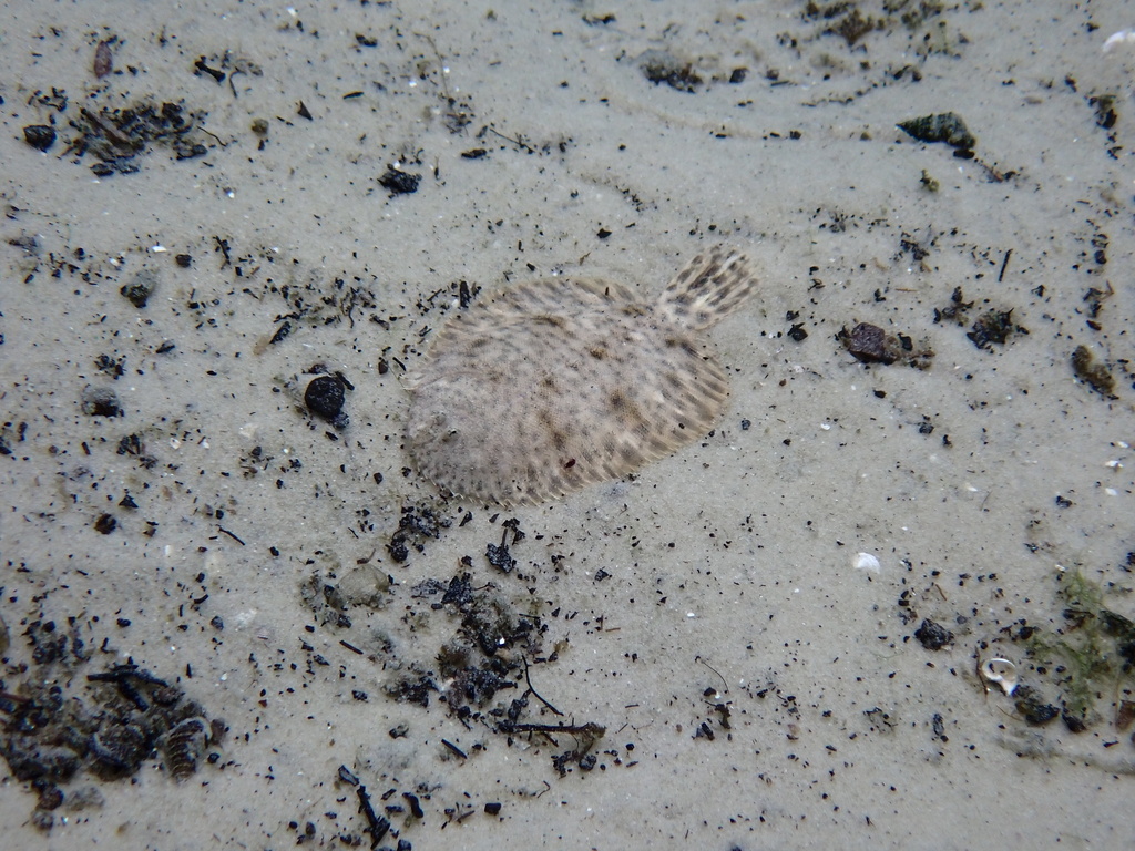 Hogchoker (Trinectes maculatus) — Achiridae