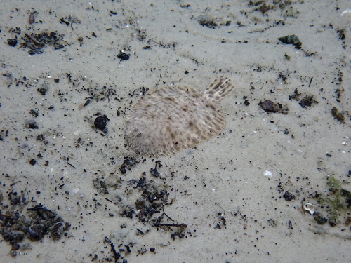 Hogchoker (Trinectes maculatus) — Achiridae