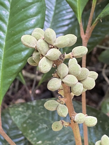 Conchocarpus heterophyllus · iNaturalist