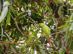 Psittacula krameri