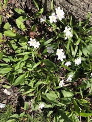 Claytonia
