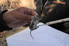 Peromyscus labecula